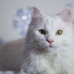 К чему снится белая кошка