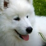 К чему снится белая собака: полное толкование по сонникам
