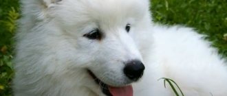 К чему снится белая собака: полное толкование по сонникам