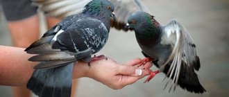 Why do you dream about feeding pigeons?