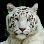 приснился белый тигр